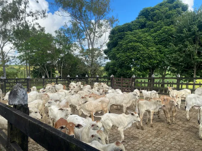 Serviço de Inseminação Artificial em Bovinos / IATF 