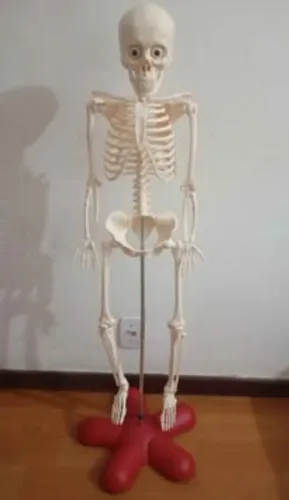 Boneco Anatômico Educacional Completo 