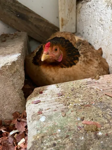 Lote de galinha 300 reais 