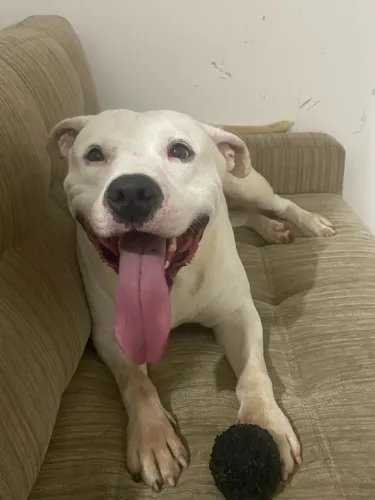 Doação Pitbull Urgente!