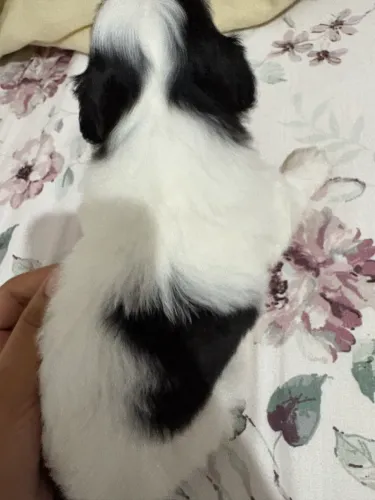 Filhote Shih Tzu dócil e carinhosa