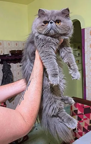 Gato Persa Azul Macho Disponível 
