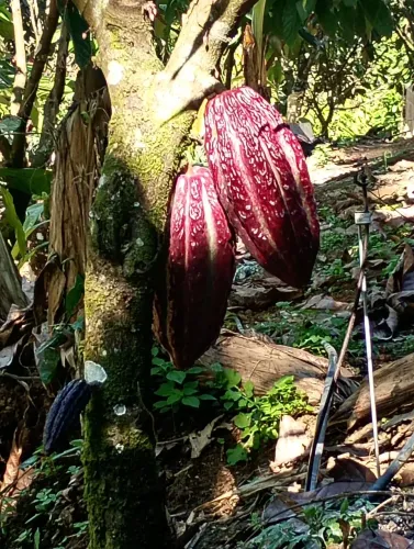 T: "Trio Imperial da Bahia: Polpas Selecionadas de Cacau, Cupuaçu e Açaí"