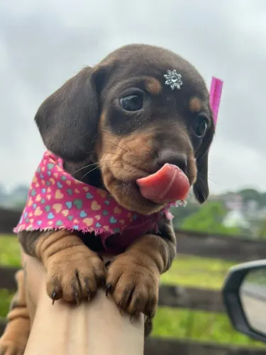 Dachshund chocolate