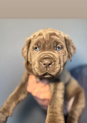 Cane Corso,Cane Corso Filhote Pronto Para Novo Lar