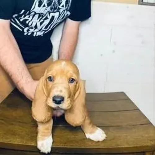 Basset Hound,Basset Hound Filhote Top Padrão da Raça