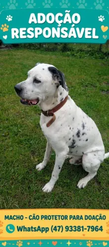 Cão de guarda ótimo 