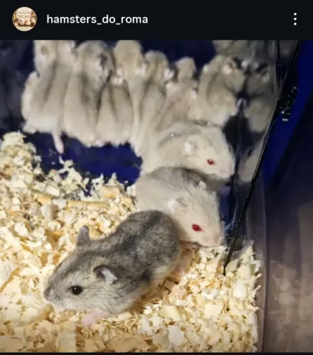 Hamster  anao russo  