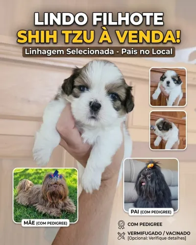Vendo cachorro shitzu