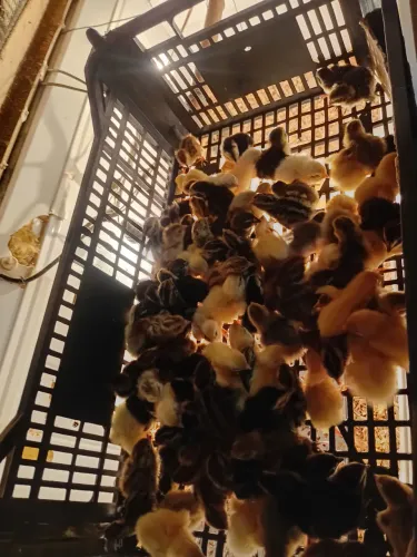 Codornas 