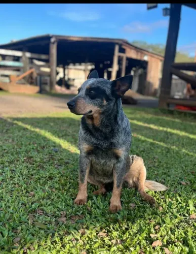Blue Heeler Australiano