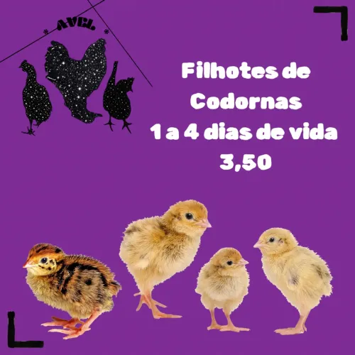 Filhotes de Codornas