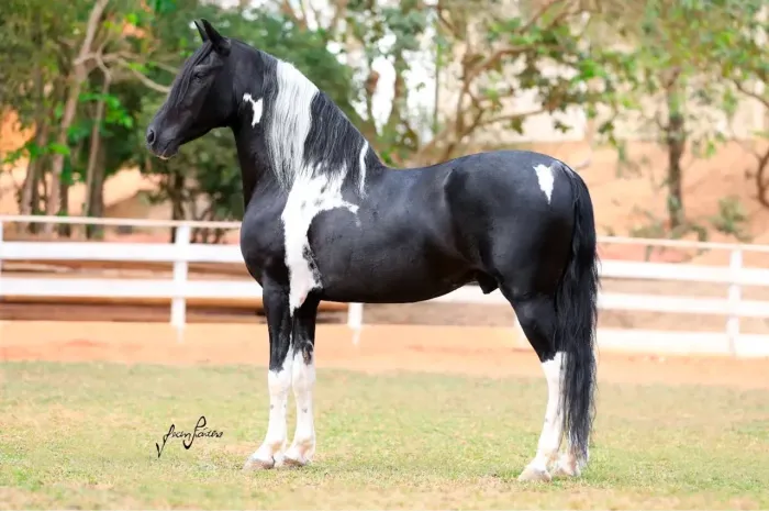 Coberturas Galeão PF 