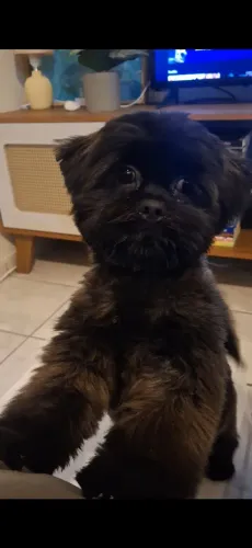 Adoção responsável shih tzu