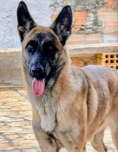 Doação de cachorro