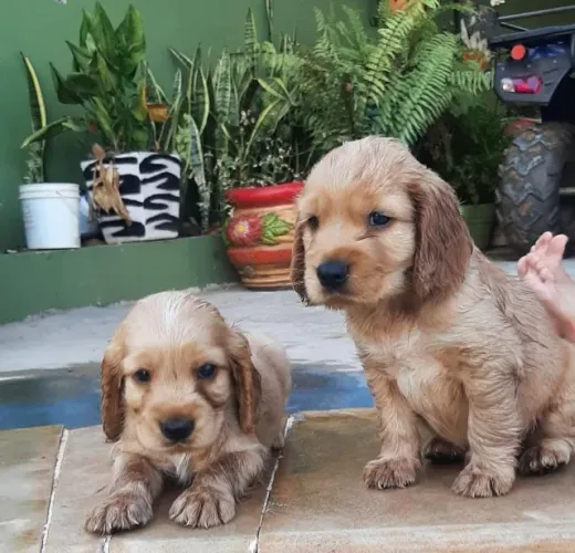 Cocker Spaniel,Cocker Spaniel Filhote Selecionado Alta Procedência