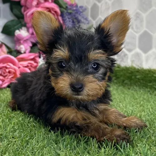Yorkshire Terrier/ Aquele dengo em forma de cãozinho 