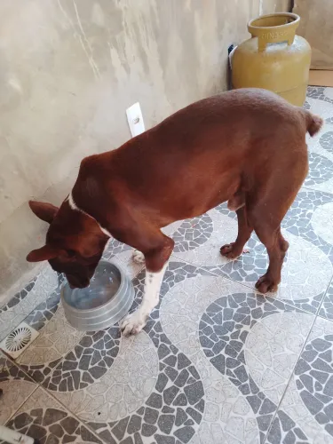 Estou doando um Pet 