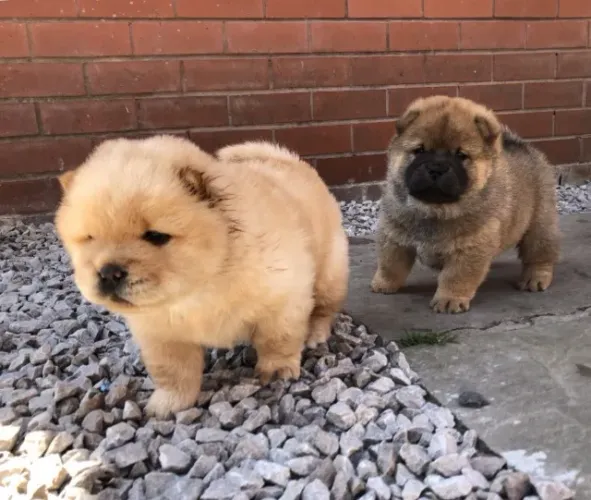 Chow Chow,Chow Chow Filhote Disponível Entrega Facilitada