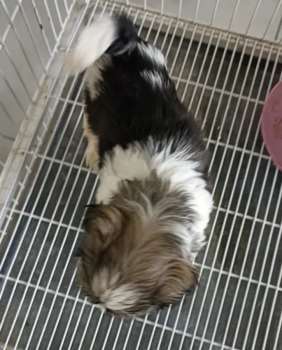 Cachorro Shih Tzu filhote macho