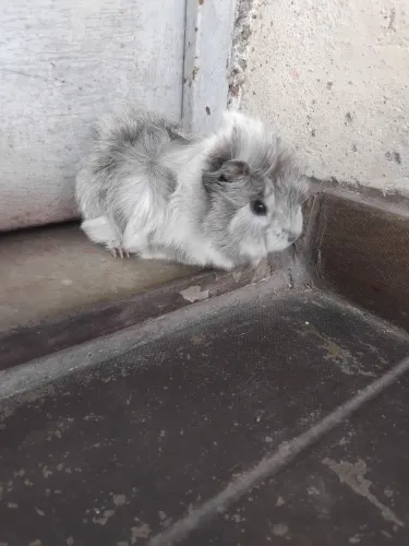 Vendo porquinho da india
