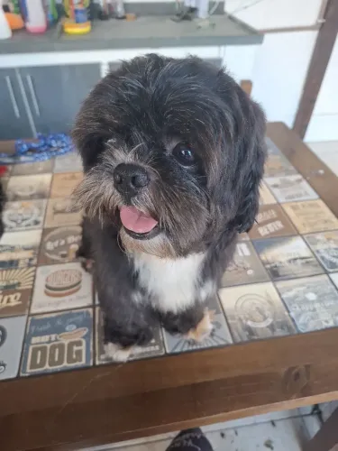 Shih Tzu Macho Adulto