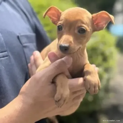 Neném Pinscher/Pincher Super Valente Macho e Fêmea com Pedigree São Paulo