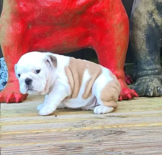 Não perca! Filhotes de Bulldog Inglês disponíveis - Chama no WhatsApp agora!