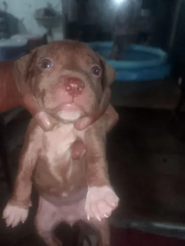 Filhote de Pitbull femias  350.00