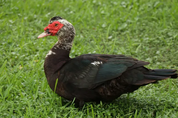Vendo dois galos e um Pato
