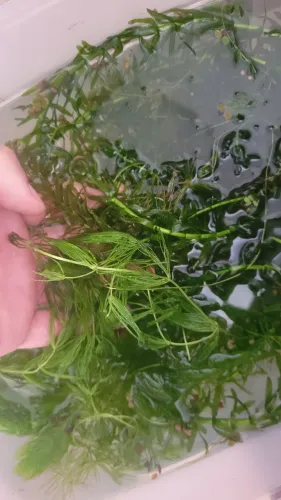 Plantas Aquaticas (Elodea e Rabo de Raposa)
