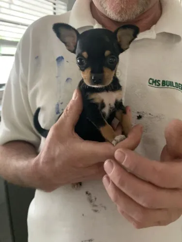 Pinscher Mini vacinados - ACEITO CARTÃO!