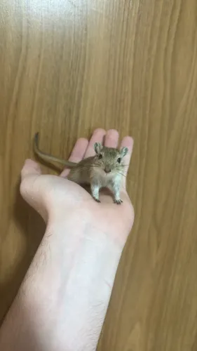 Gerbil/Esquilo da Mongólia