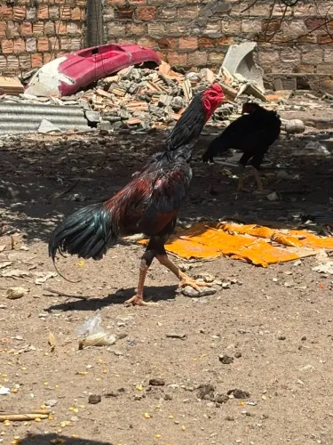 Galo carioca