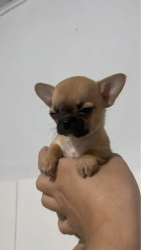 Chihuahua fêmea