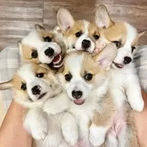 Cachorros em Uberlândia, Uberaba e região, MG