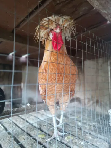 Galo polonês