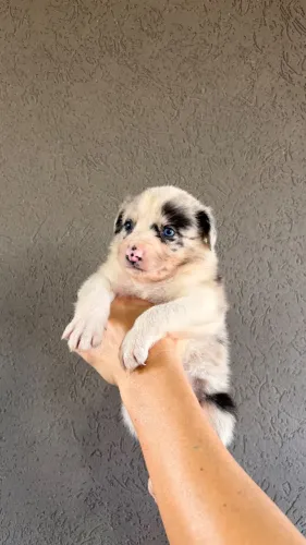 Border Collie fêmea