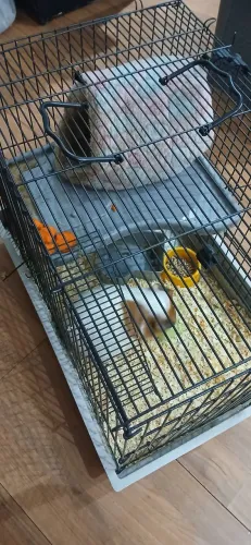 Vende-se gaiola com porquinho da Índia 