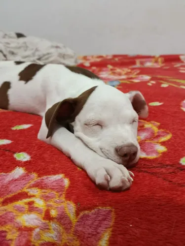 Filhote de pitbull fêmea