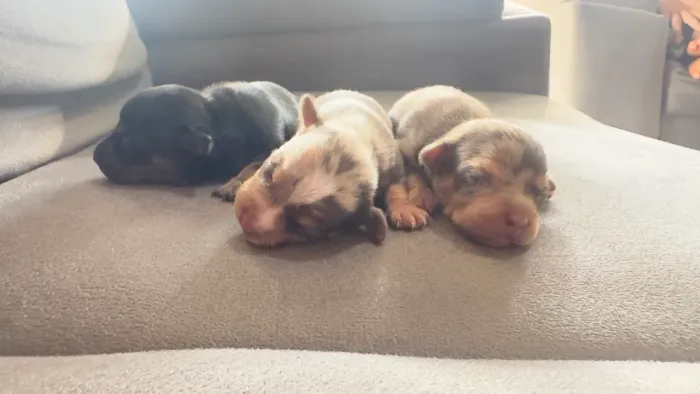 Lindos filhotes Pinscher merle 