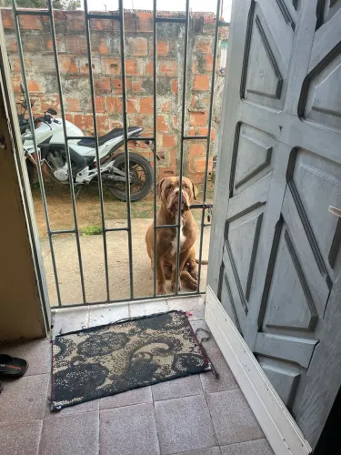 Cachorro