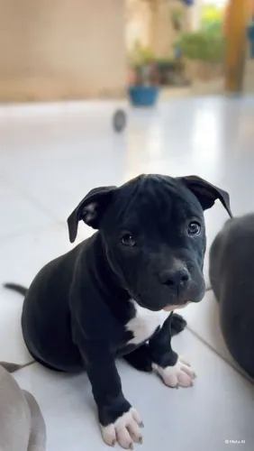 Filhote fêmea de American Bully pocket 