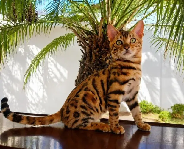 Vendo filhote de bengal
