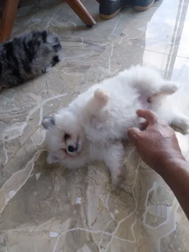 Spitz Alemão Anão fêmeas 