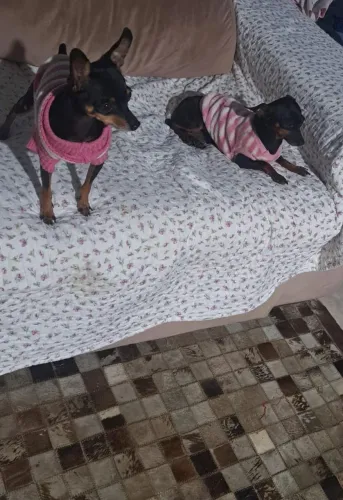 pinscher fêmea adulta a venda 2mil vacinada tudo certinho