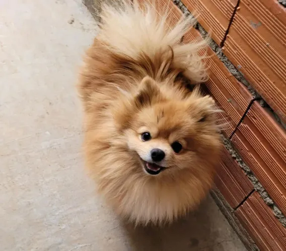 Filhote Spitz Alemão, Eles só querem te amar!