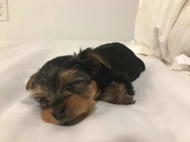 Yorkshire Terrier