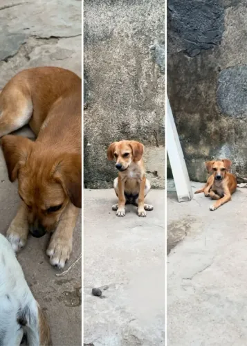 Adoção de cachorros