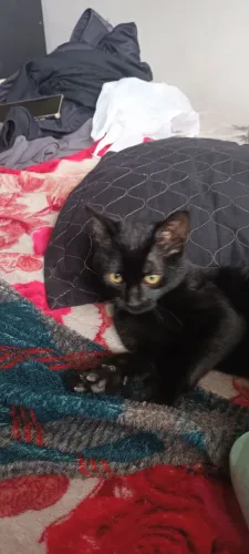 Gata doação